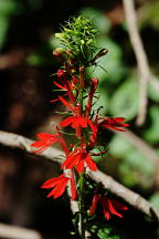 Lobelia cardinalis