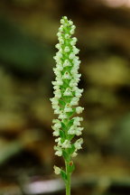 Goodyera pubescens