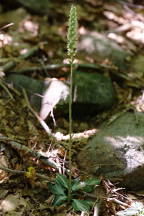 Goodyera pubescens