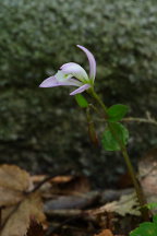 Triphora trianthophora