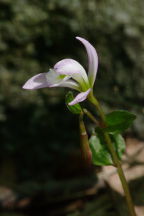 Triphora trianthophora