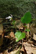 Triphora trianthophora