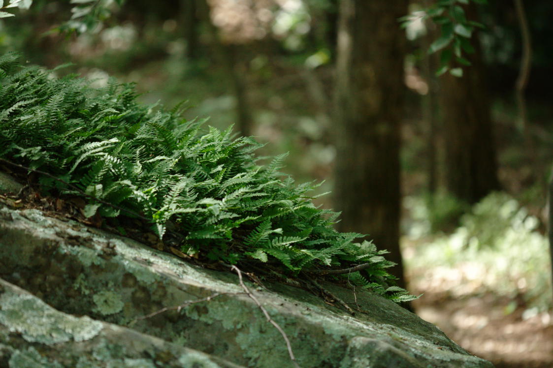 Ferns