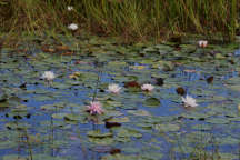 Common Water Lily