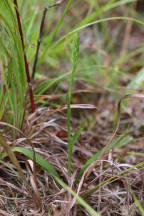 Spiranthes ochroleuca