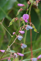 Panicled Tick Trefoil