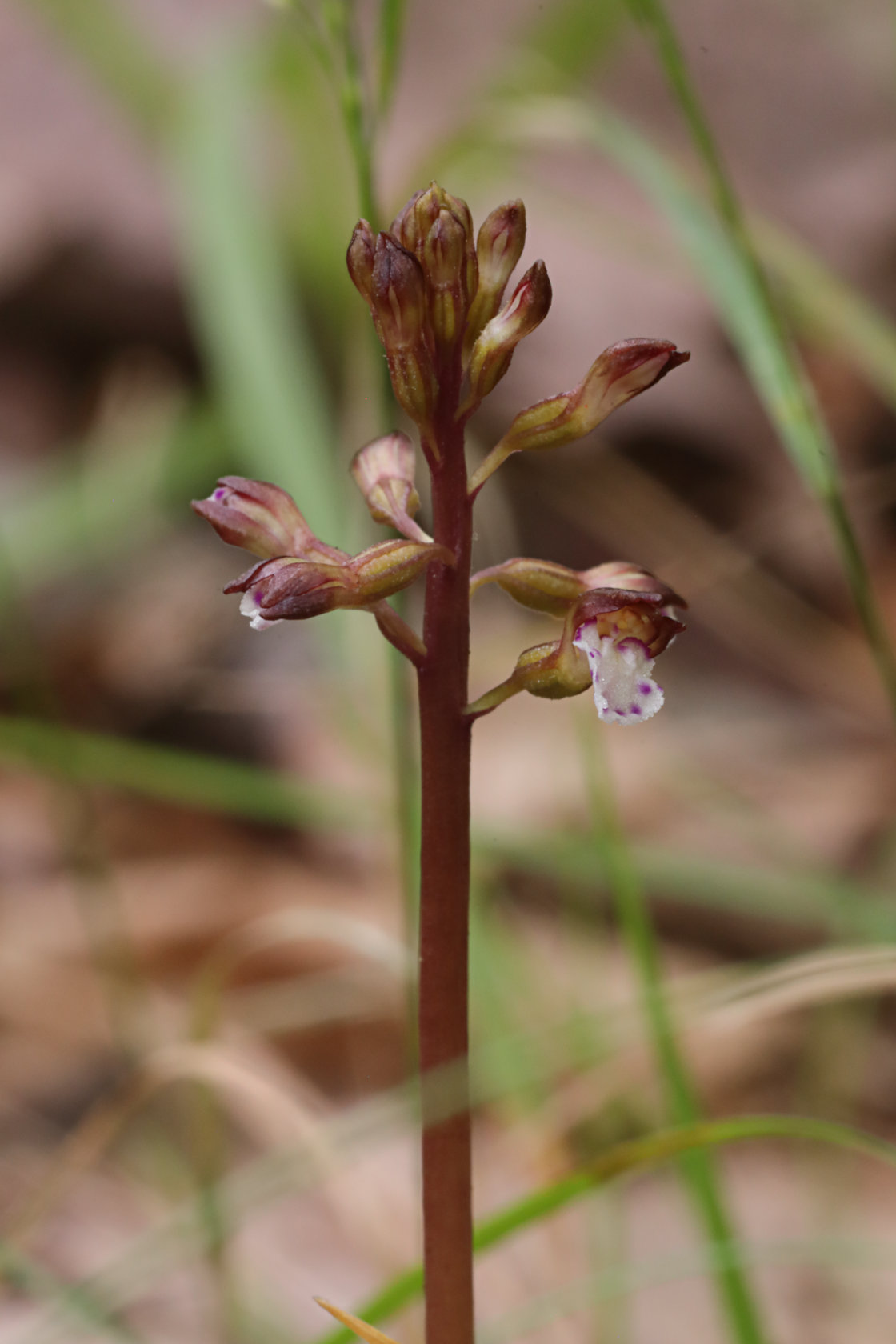 Pringle's Autumn Coralroot