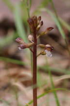 Pringle's Autumn Coralroot