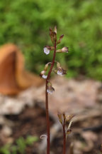 Corallorhiza odontorhiza var. pringlei