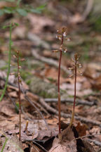 Pringle's Autumn Coralroot