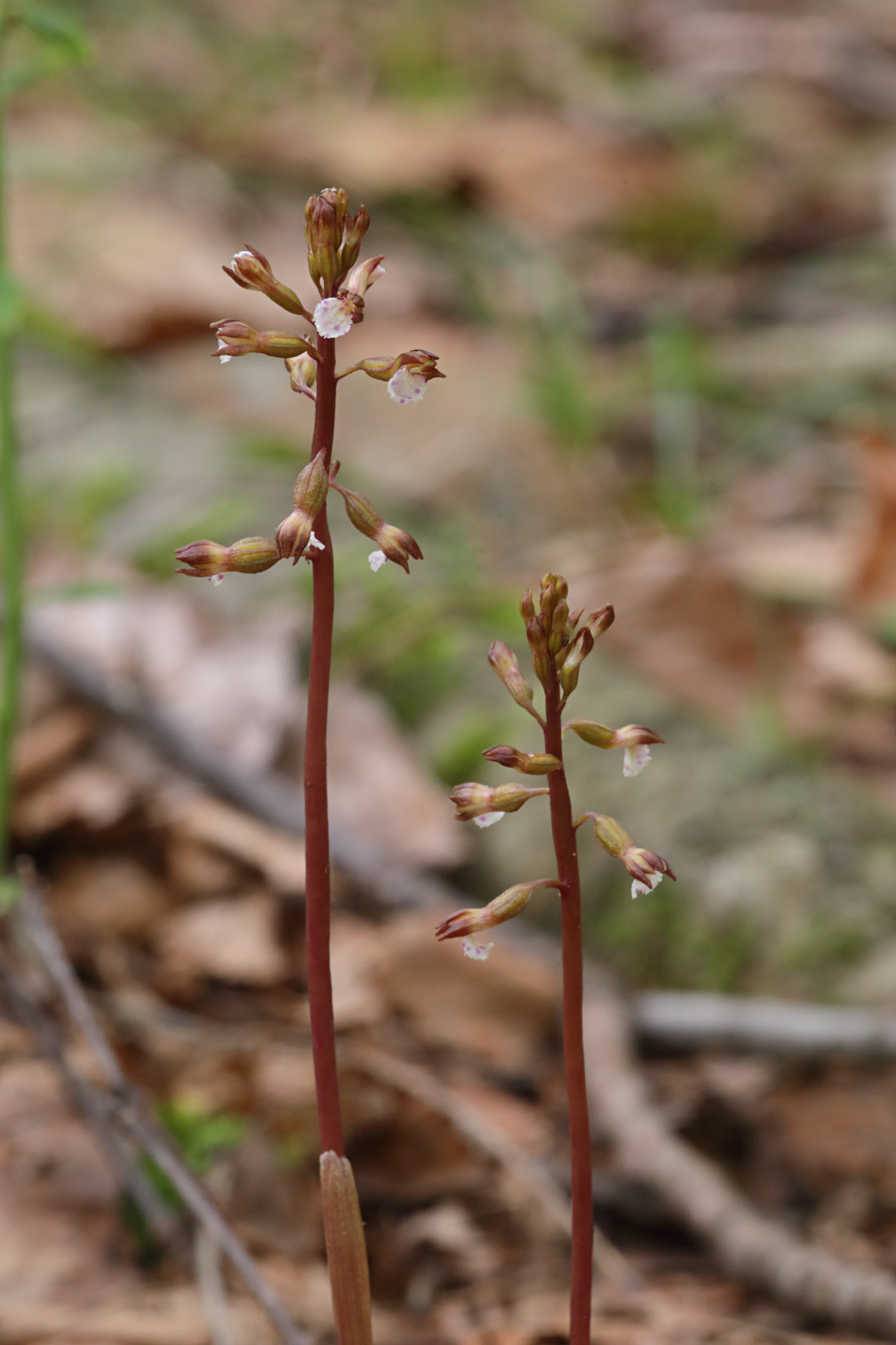 Pringle's Autumn Coralroot