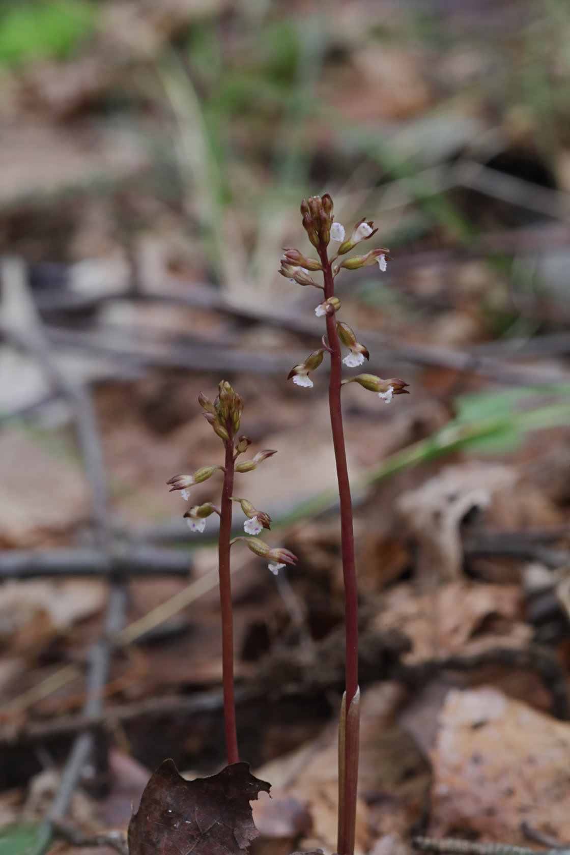 Pringle's Autumn Coralroot