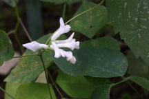 Amphicarpaea bracteata