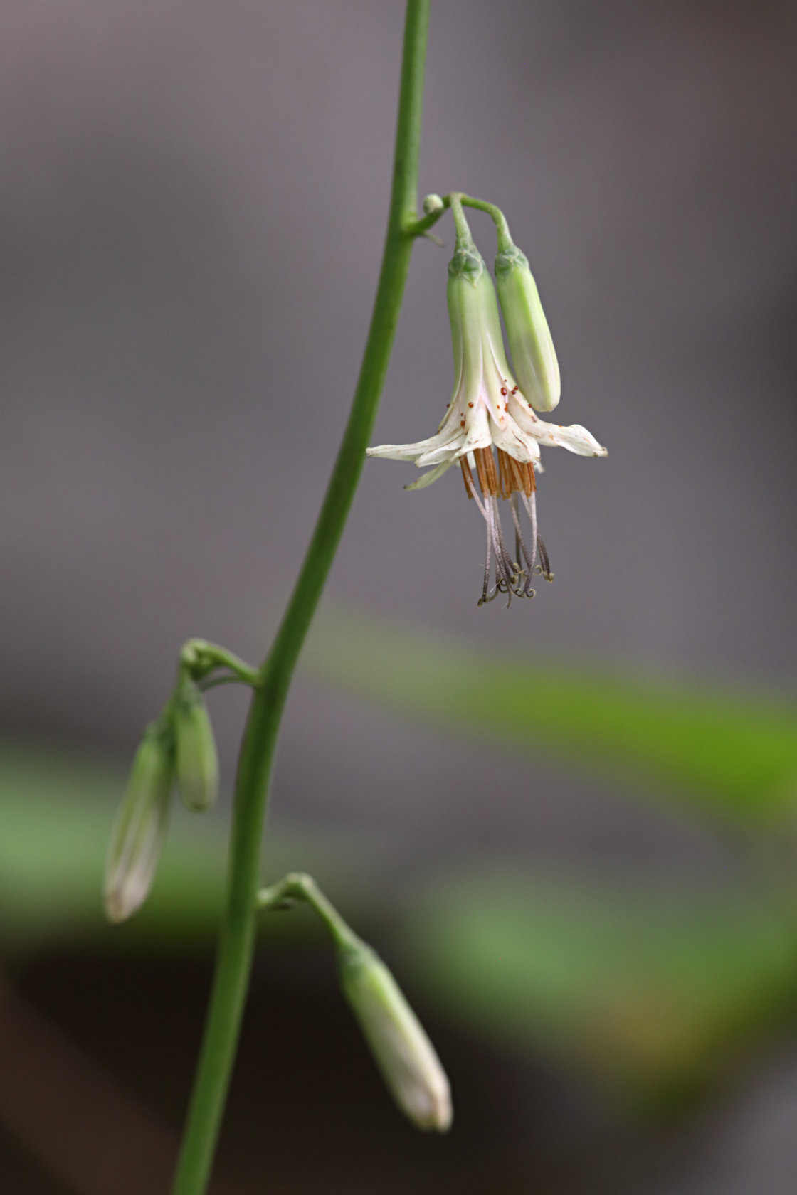 Gall-of-the-Earth