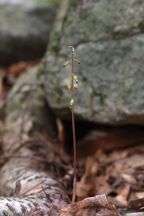 Corallorhiza odontorhiza var. odontorhiza