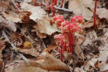 Monotropa hypopithys