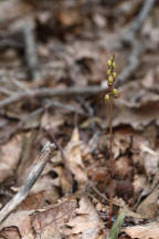 Autumn Coralroot