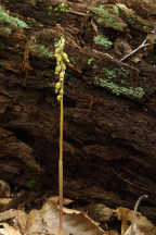 Autumn Coralroot