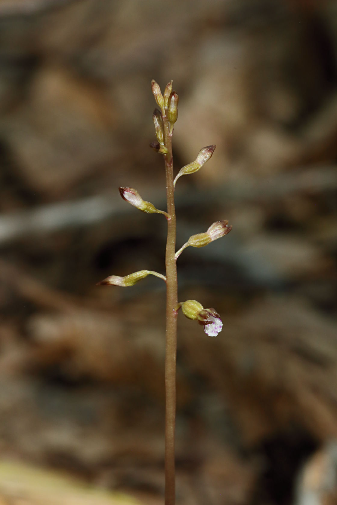 Autumn Coralroot