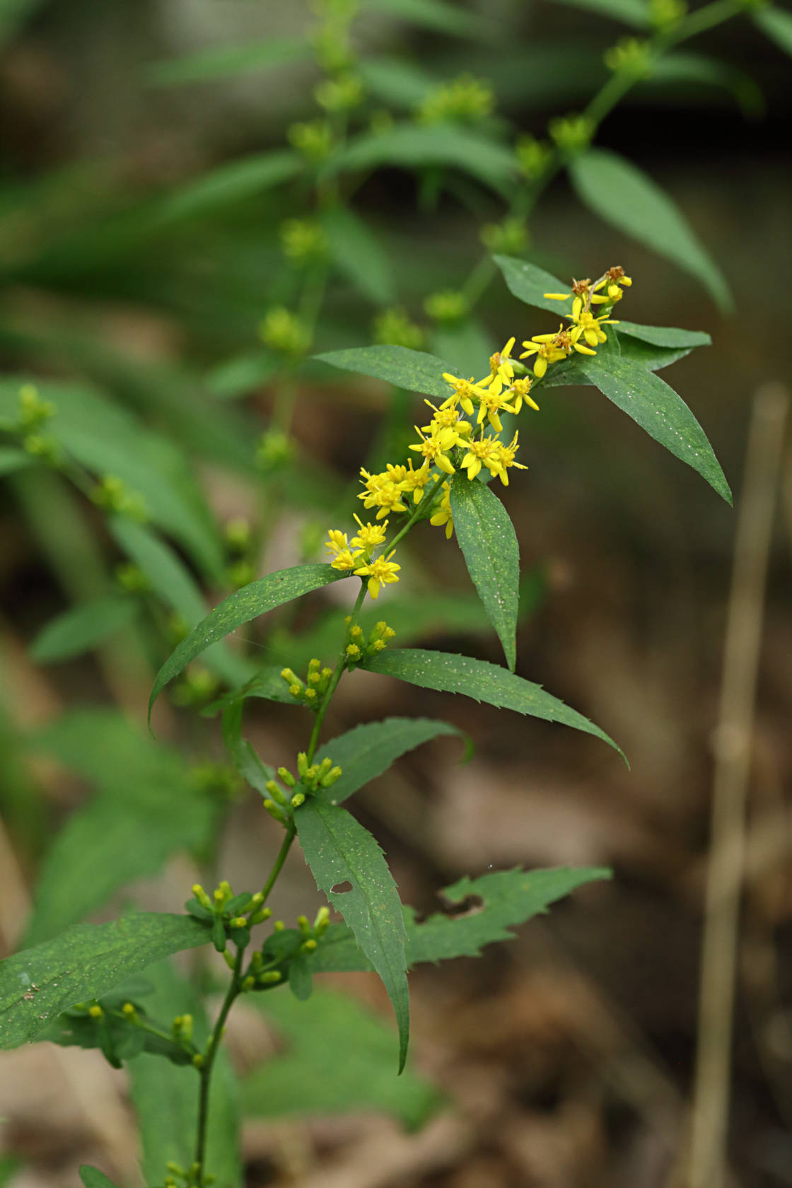 Bluestem Goldenrod