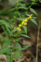 Solidago caesia