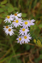 Stiff Aster