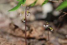 Corallorhiza odontorhiza var. pringlei