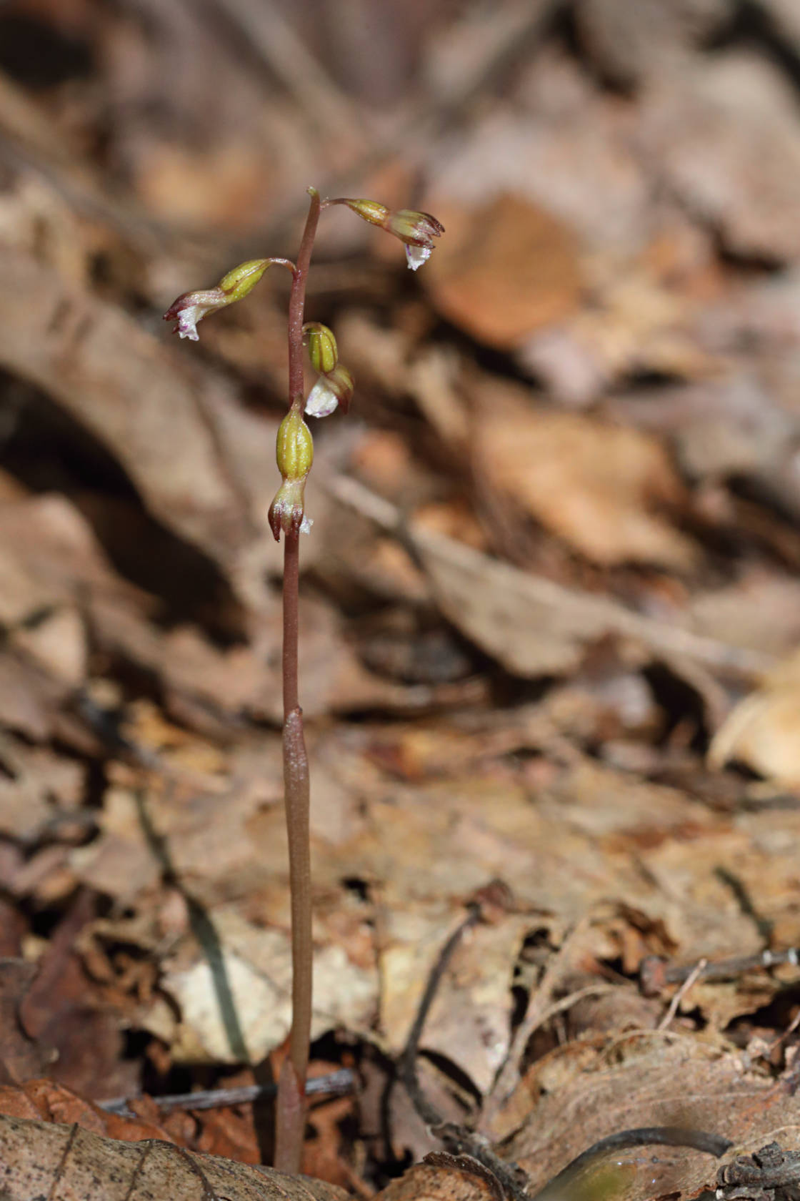 Pringle's Autumn Coralroot