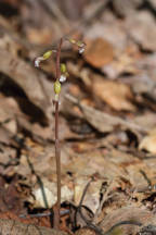 Pringle's Autumn Coralroot