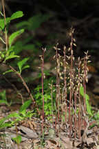 Corallorhiza odontorhiza var. odontorhiza