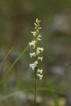 Spiranthes ochroleuca