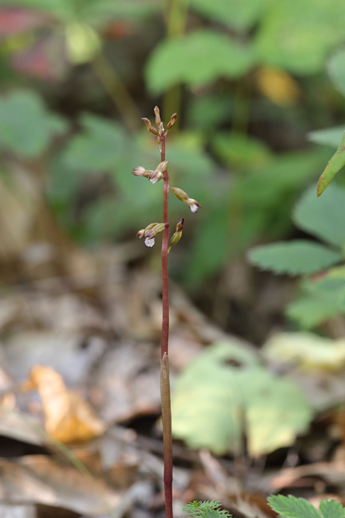 Pringle's Autumn Coralroot