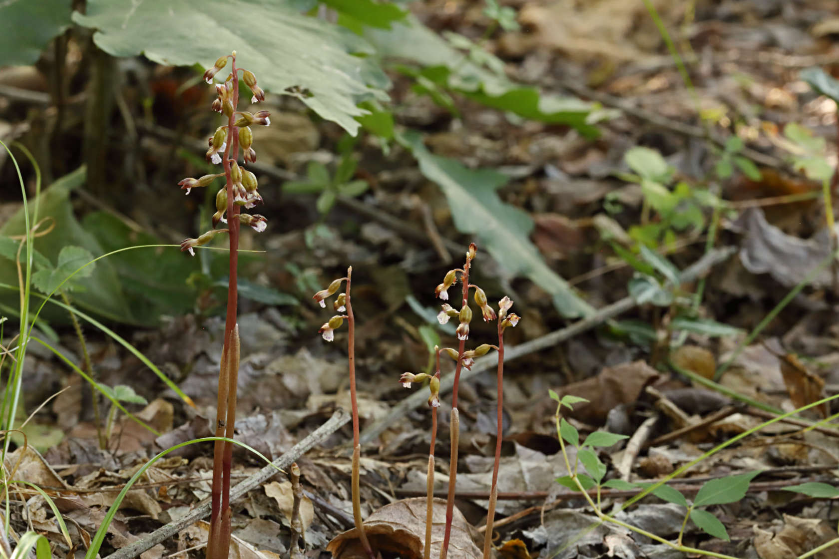 Pringle's Autumn Coralroot