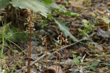 Corallorhiza odontorhiza var. pringlei