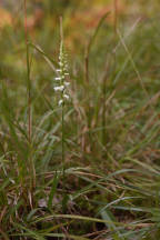 Spiranthes ochroleuca