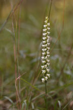 Spiranthes ochroleuca