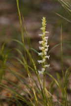 Spiranthes ochroleuca