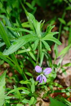 Viola palmata