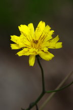 Hieracium venosum