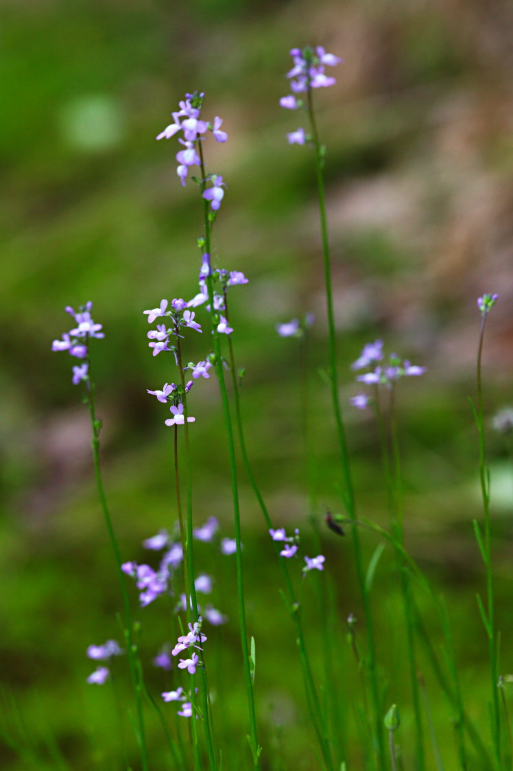 Annual Toadflax