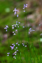 Nuttallanthus canadensis