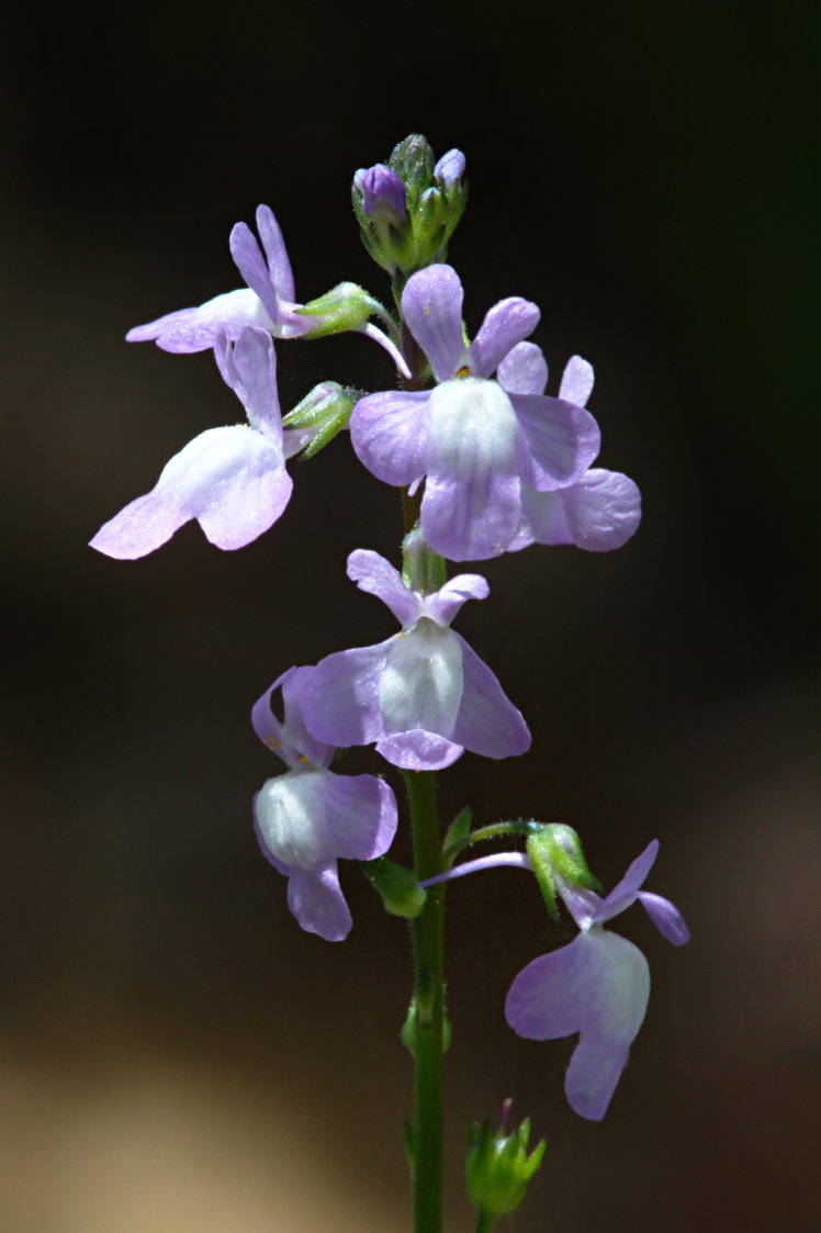 Annual Toadflax