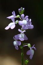 Nuttallanthus canadensis