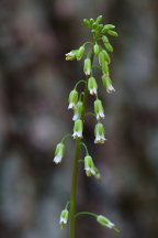 Arabis laevigata