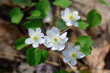 Thalictrum thalictoides