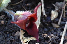 Asarum canadense