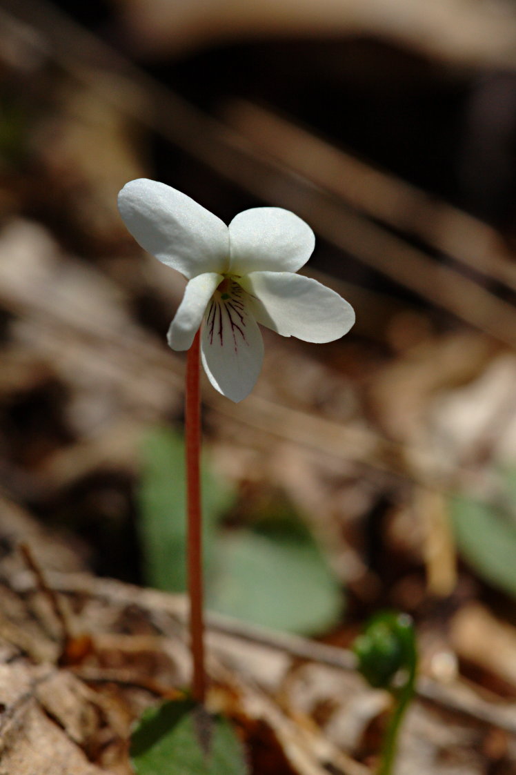 Sweet White Violet