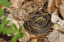 Eastern Garter Snake