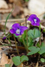 Viola sororia