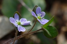 Hepatica nobilis